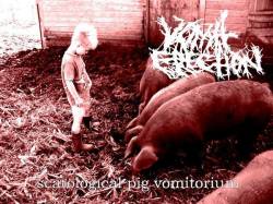 Vomit Erection : Scatalogical Pig Vomitorium
